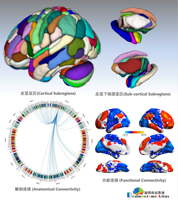自动化所绘制全新人类脑图谱