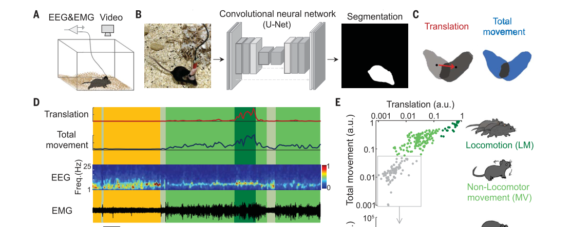 小鼠运动行为自动分析助力睡眠与运动的神经机制研究